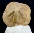 Clypeaster (Sea Biscuit) Fossil - Taza, Morocco #45230-2